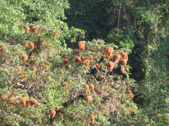 Ethiopia South Bale Mts, Harenna Forest, , Walkopedia