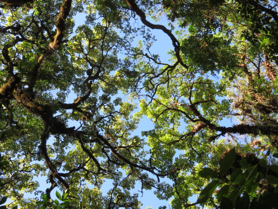 Ethiopia South Bale Mts, Harenna Forest, , Walkopedia