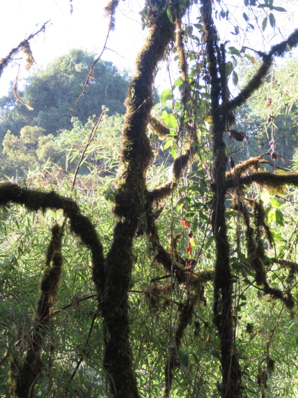 Ethiopia South Bale Mts, Harenna Forest, , Walkopedia