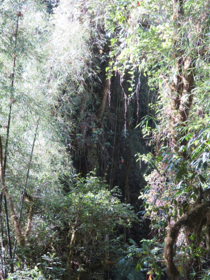 Ethiopia South Bale Mts, Harenna Forest, , Walkopedia