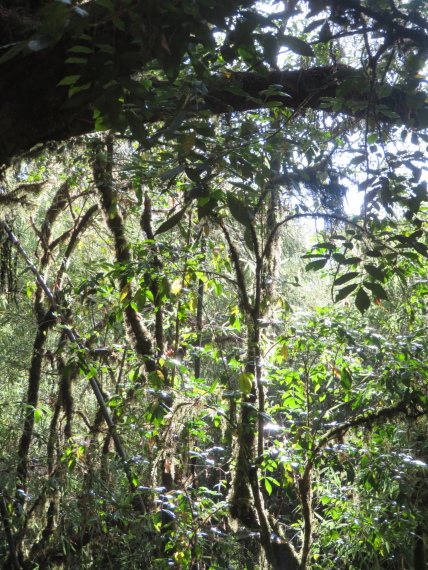 Ethiopia South Bale Mts, Harenna Forest, , Walkopedia