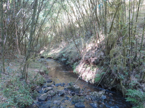 Ethiopia South Bale Mts, Harenna Forest, , Walkopedia