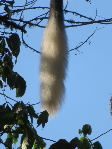 Ethiopia South Bale Mts, Harenna Forest, Colobus tail, Walkopedia