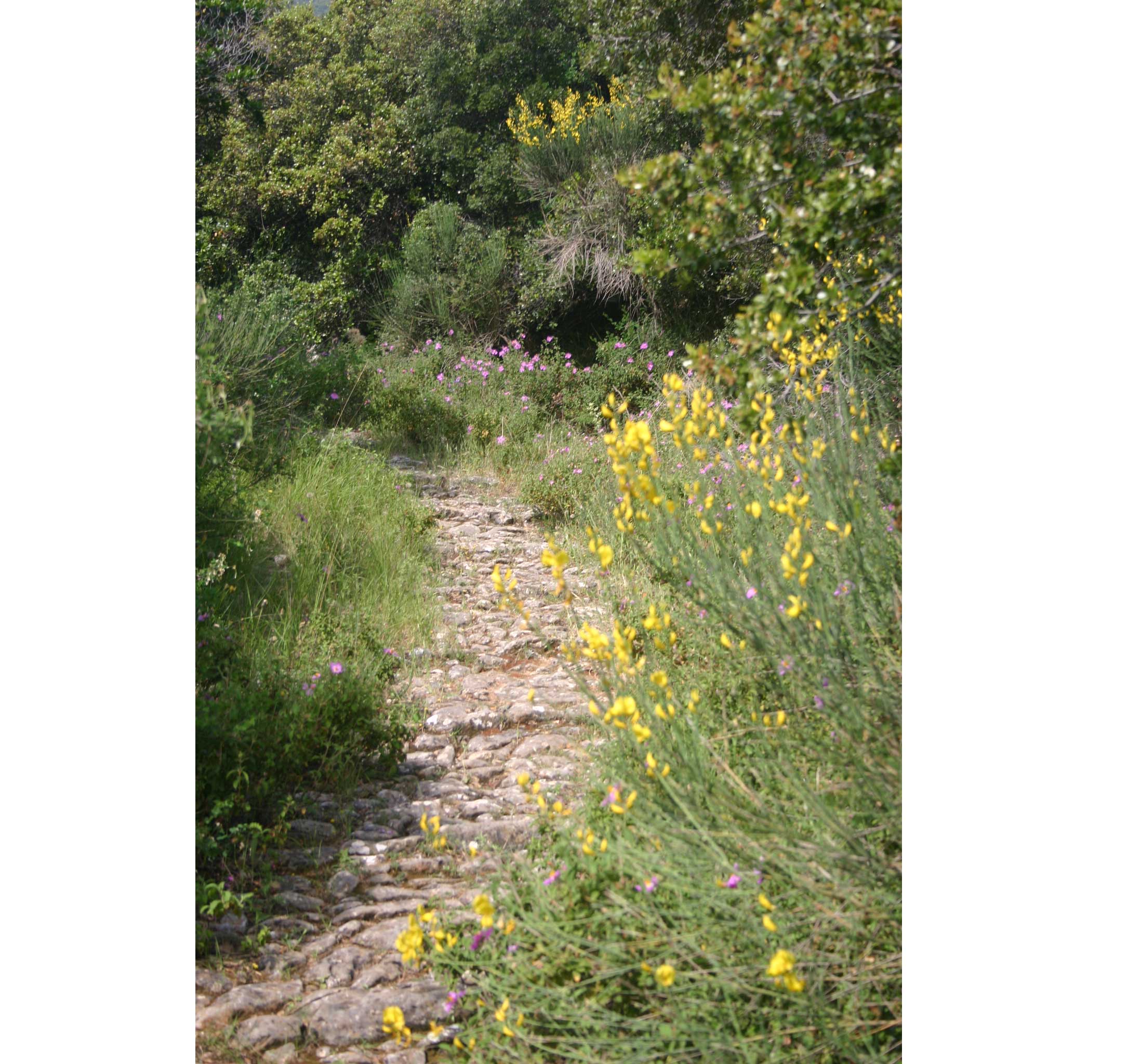 Greece, Mount Athos, Mt Athos - Path above Grand Lavra, Walkopedia