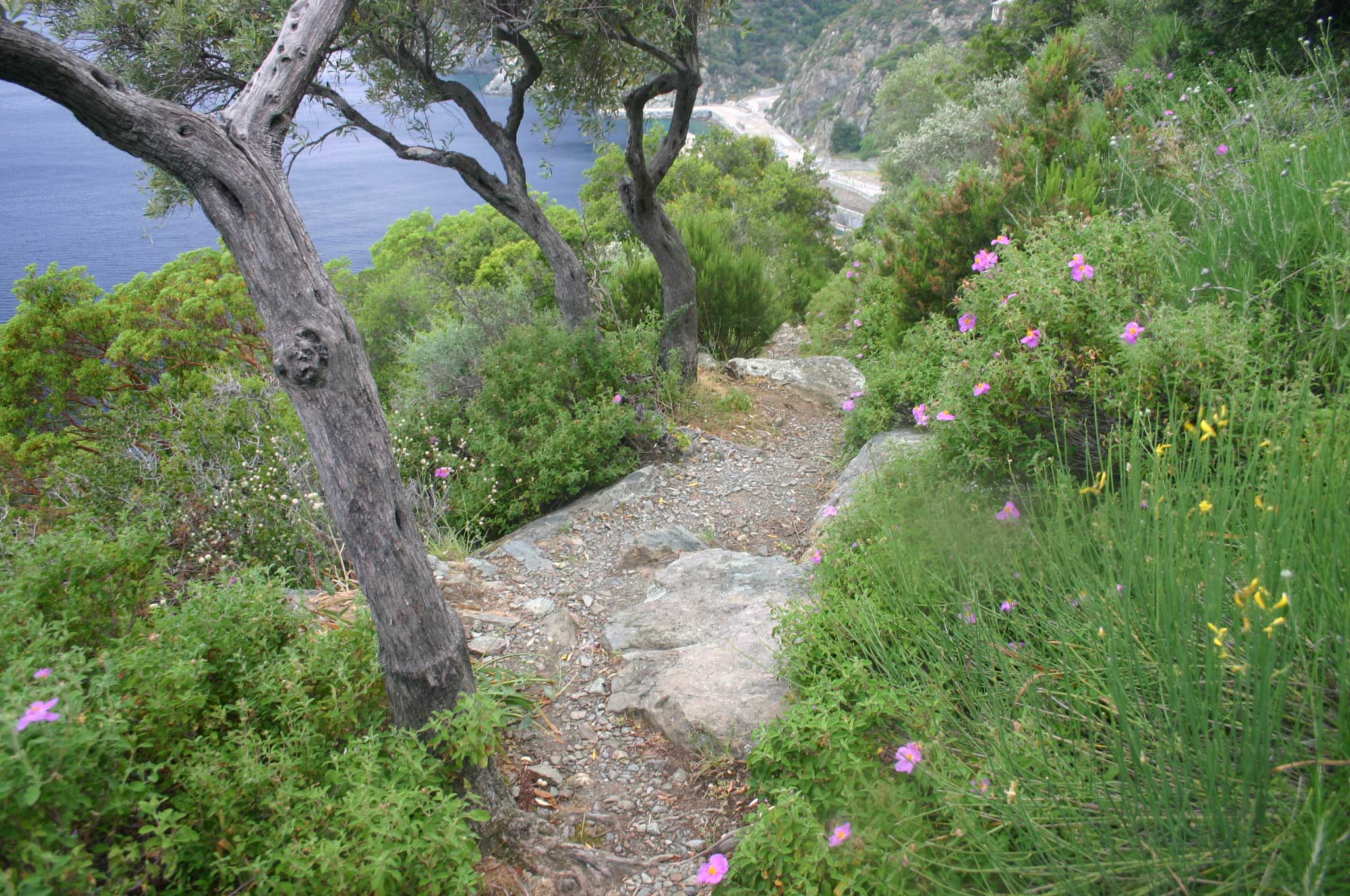 Greece, Mount Athos, Mt Athos - West Coast Path, Walkopedia