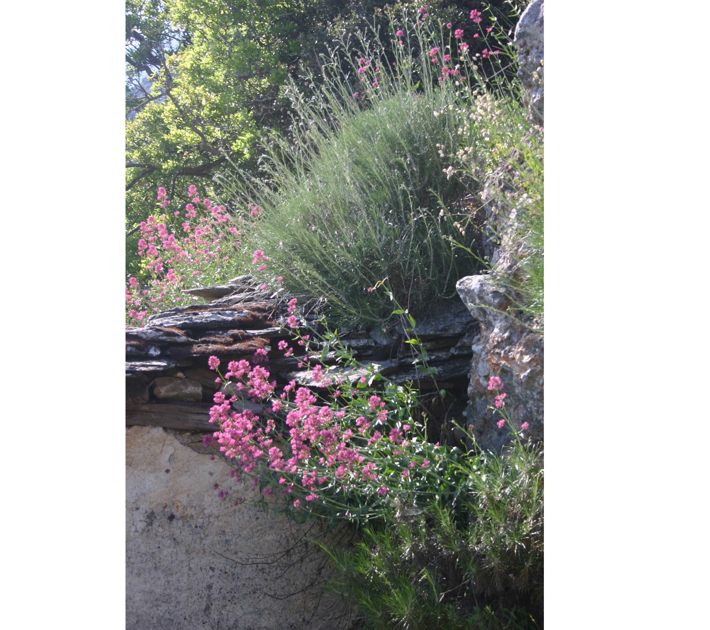 Greece, Mount Athos, Mt Athos - South coast vegetation, Walkopedia