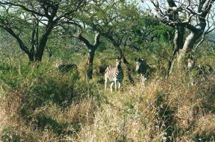 South Africa Kwazulu-Natal, Hluhluwe-Imfolozi Walking Safari, , Walkopedia