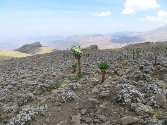 Ethiopia Simien Mts, Mt Buahit, Everlasting flower field, Buahit upper slopes, Walkopedia