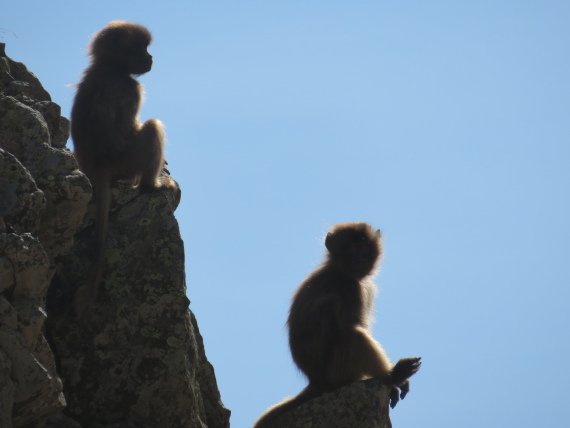 Ethiopia Simien Mts, Mt Buahit, Gelada babies, Buahit, Walkopedia