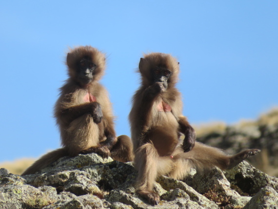 Ethiopia Simien Mts, Mt Buahit, Gelada babies, Buahit, Walkopedia