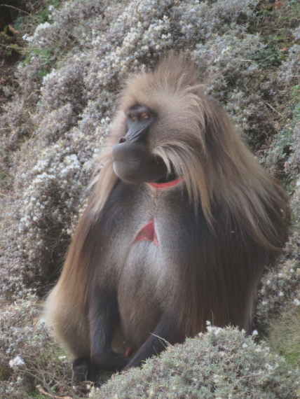 Ethiopia Simien Mts, Mt Buahit, , Walkopedia