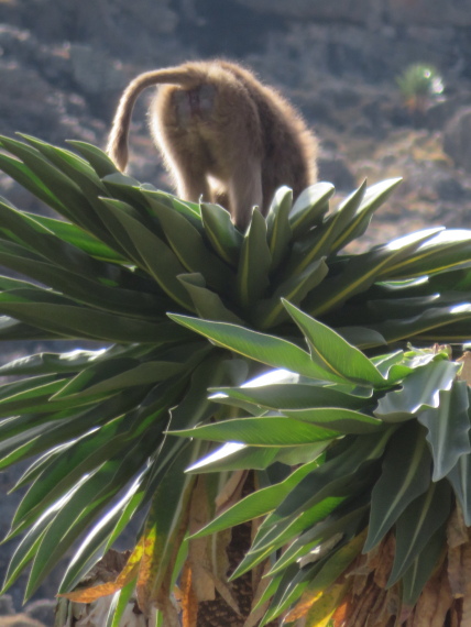 Ethiopia Simien Mts, Mt Buahit, Gelada raiding lobelia, Buahit, Walkopedia