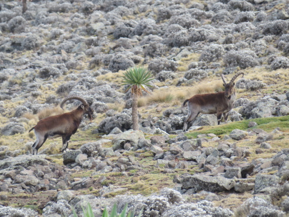 Ethiopia Simien Mts, Mt Buahit, Walia ibex, Buahit, Walkopedia