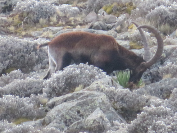 Ethiopia Simien Mts, Mt Buahit, Walia ibex, Buahit, Walkopedia