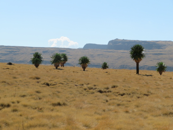 Ethiopia Simien Mts, Imet Gogo, On Imet gogo walk, Walkopedia