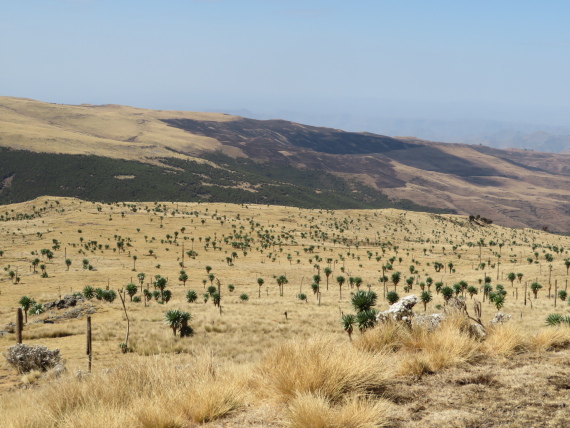 Ethiopia Simien Mts, Imet Gogo, , Walkopedia