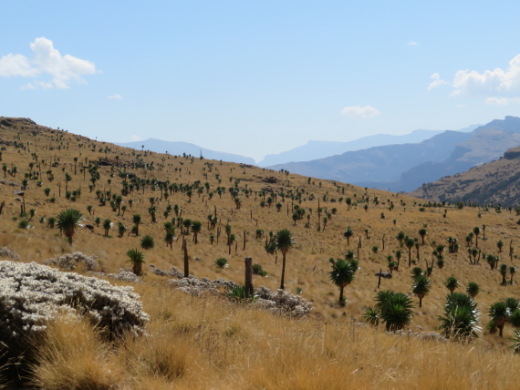 Ethiopia Simien Mts, Imet Gogo, , Walkopedia