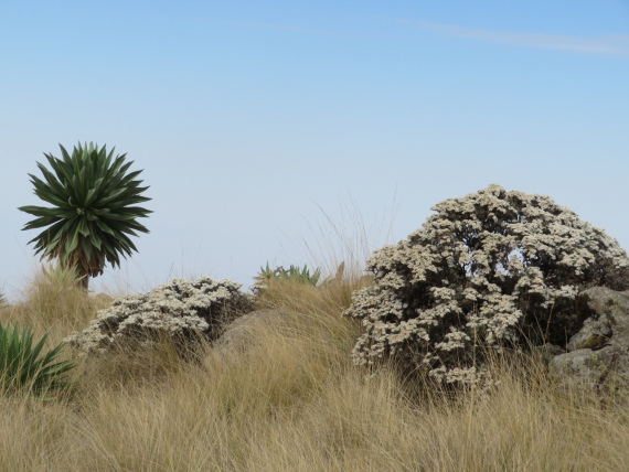 Ethiopia Simien Mts, Imet Gogo, , Walkopedia