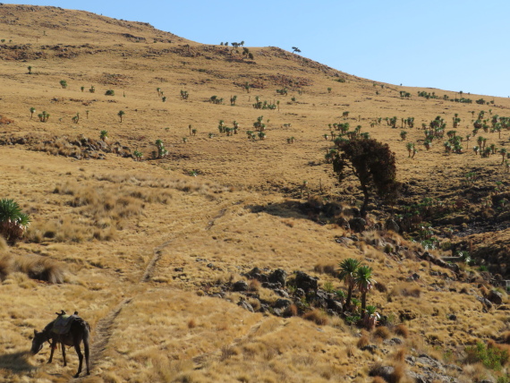 Ethiopia Simien Mts, Imet Gogo, Setting off from Geech, Walkopedia