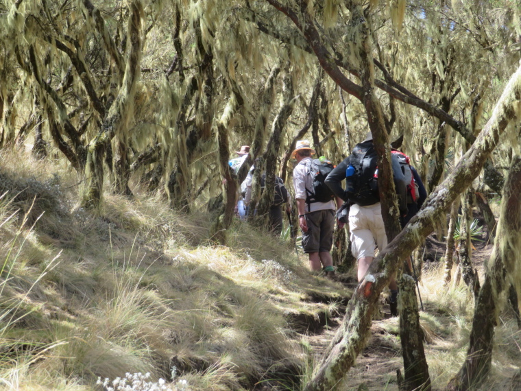 Ethiopia Simien Mts, Geech to Chenek, Climbing through giant heather, Walkopedia