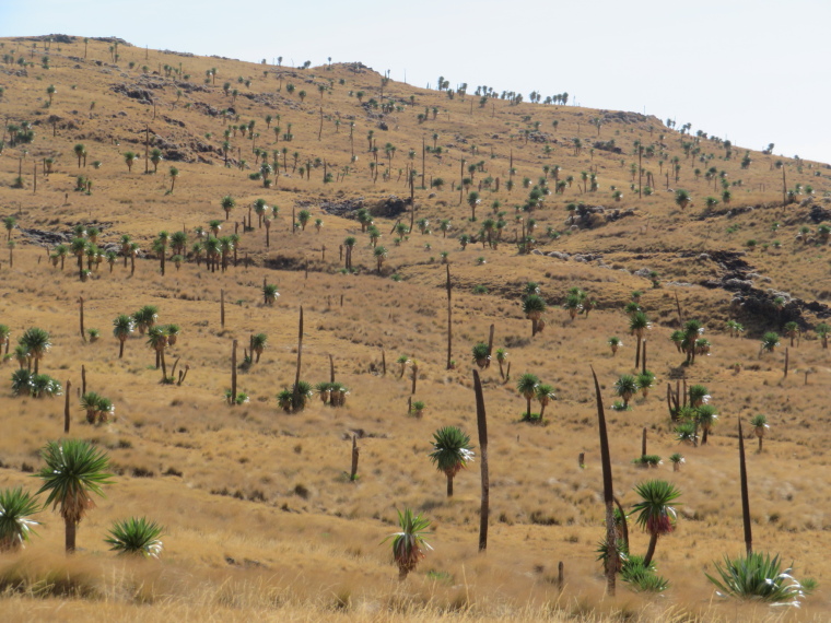 Ethiopia Simien Mts, Geech to Chenek, , Walkopedia