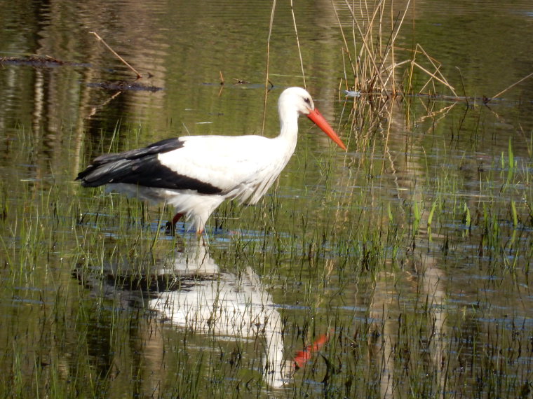 Netherlands East, Noaberpad, A stork, Walkopedia