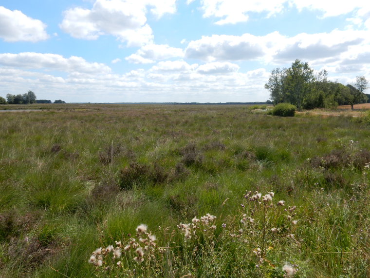 Netherlands East, Noaberpad, Heathland on the Noaberpad (2), Walkopedia