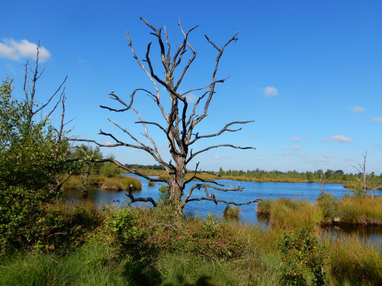 Netherlands East, Noaberpad, Peat bog, Walkopedia