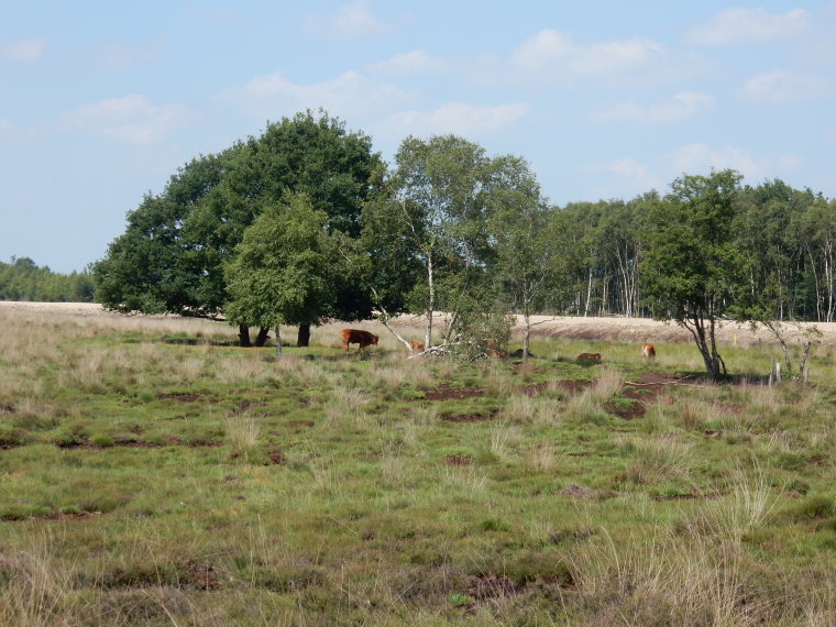 Netherlands East, Noaberpad, heathland on the Noaberpad, Walkopedia