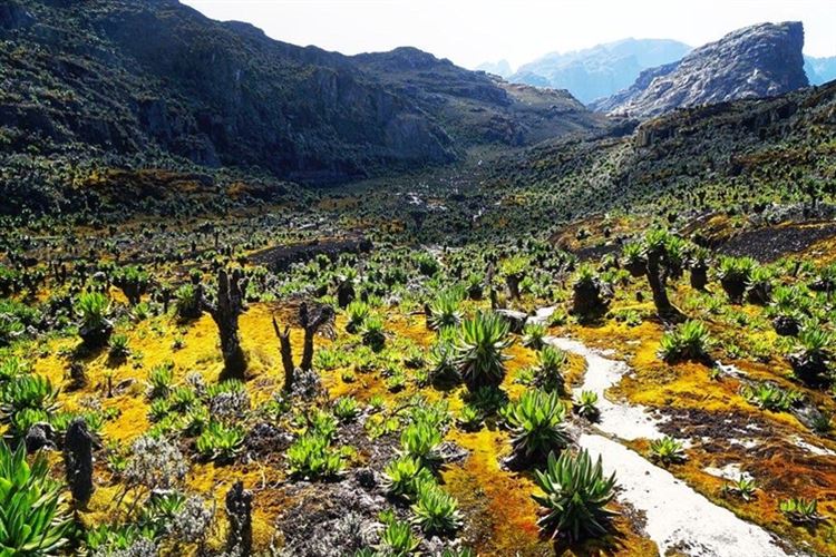 Uganda, Rwenzori Mountains, , Walkopedia