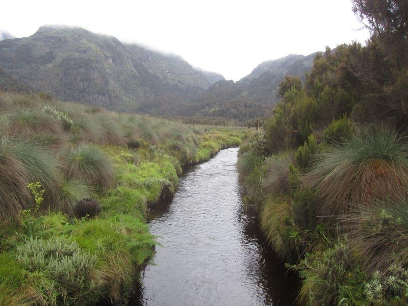 Uganda, Rwenzori Mountains, Lower Bigo Bog, Walkopedia