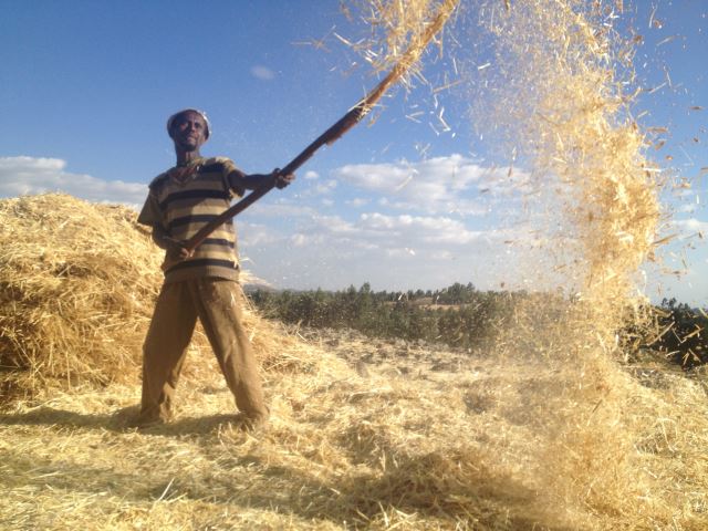 Ethiopia Lalileba Area, Around Lalileba, Harvest, Wollo trek, Walkopedia