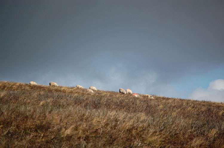 Exmoor: SheepOnDB-Strife