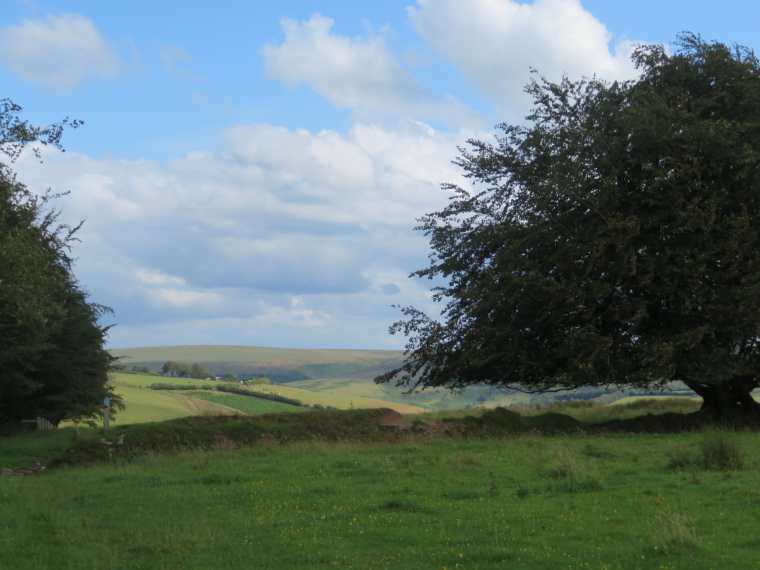 United Kingdom England South-west Exmoor, Exmoor, Huge beech spread, near Simonsbath, Walkopedia