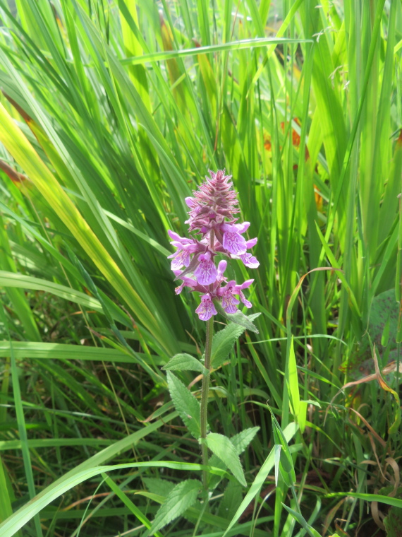 United Kingdom England South-west Exmoor, Exmoor, Orchid, Walkopedia