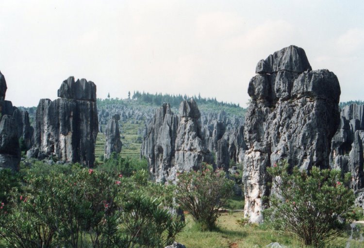 Stone Forest - ©Copyright William Mackesy Stone Forest: Stone Forest - ©Copyright William Mackesy