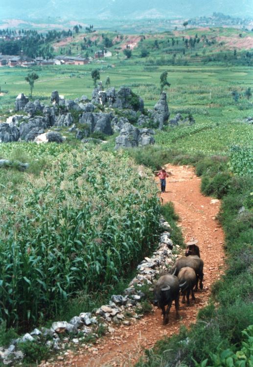 China South-west Yunnan, Stone Forest, Stone Forest, Walkopedia