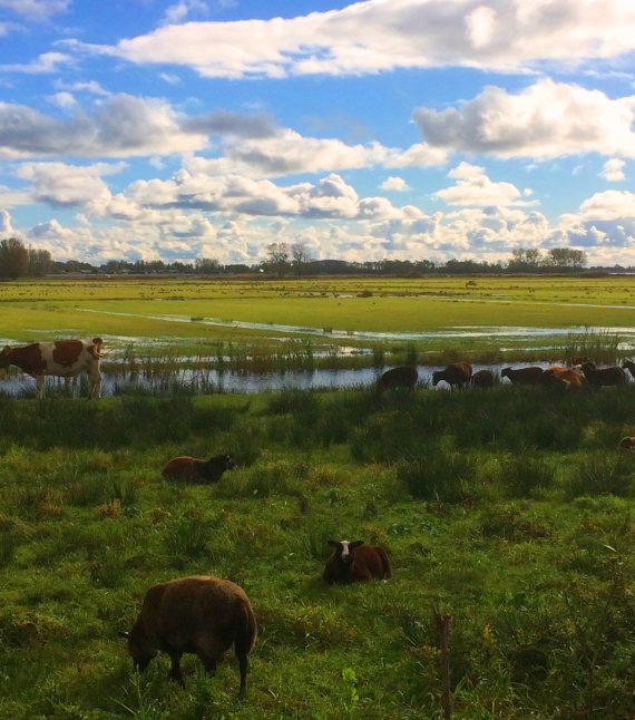 Greater Friesland Path
Nat weiland - © Hans Plas