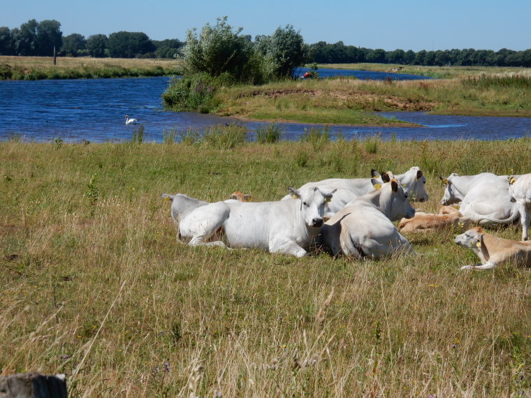 Netherlands, Vechtdalpad, Vecht river 2, Walkopedia