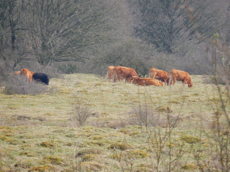 Netherlands, Vechtdalpad, ecosystem management, Walkopedia