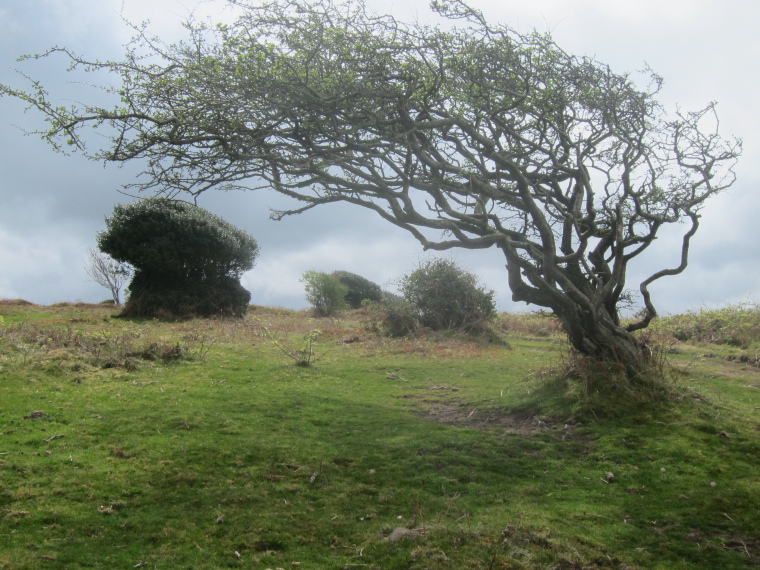 United Kingdom England South-west Exmoor, North Devon Coastal Path, Which direction does the wind come from - tree west of Minehead, Walkopedia