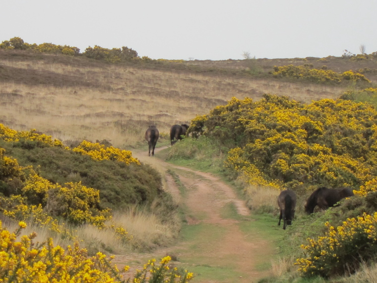North Devon Coastal Path: Exmoor ponies West of Minehead - © William Mackesy