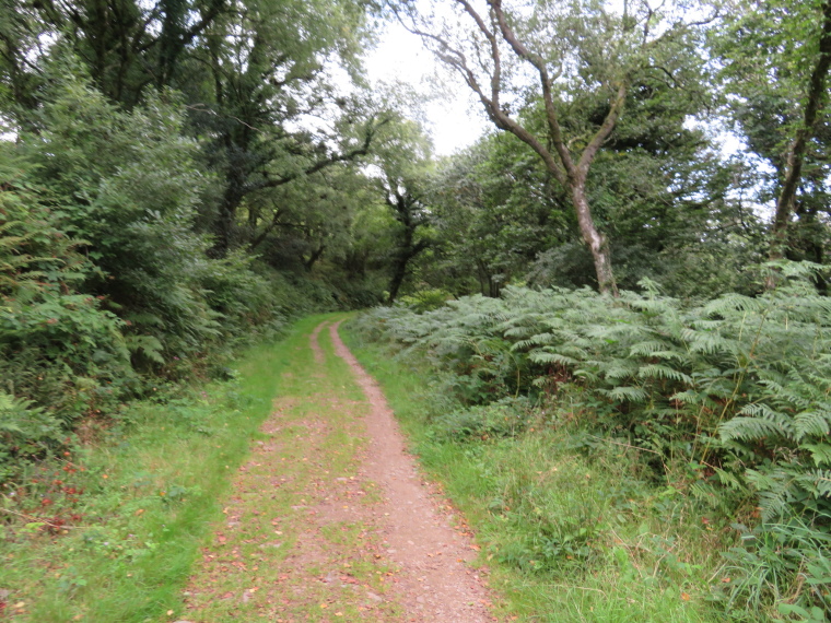 United Kingdom England South-west Exmoor, North Devon Coastal Path, Track high in damp sea-slope woods west of Heddon valley, Walkopedia