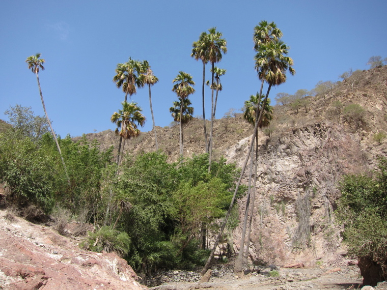 Djibouti, Goda Mountains, Livistona carinensis Goda, Walkopedia