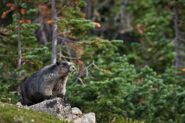 Canada Alberta: Jasper NP, Cavell Meadows and Path of Glacier Trail, Hoary Marmot in Cavell meadow, Walkopedia