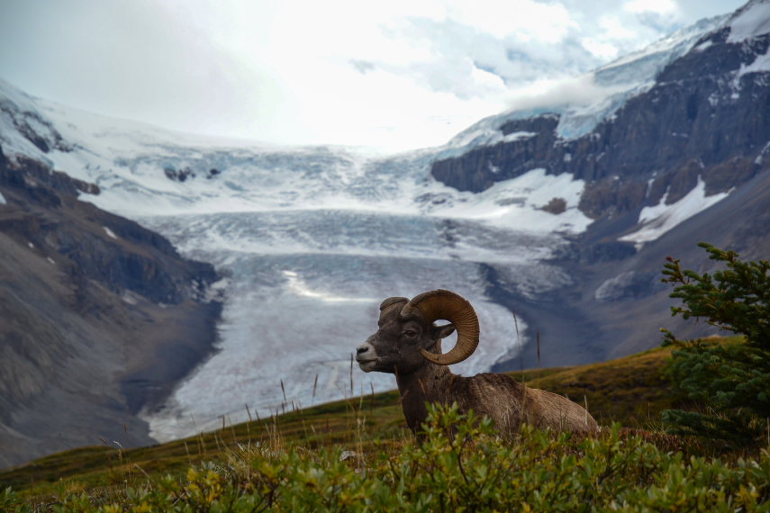 Canada Alberta: Jasper NP, Wilcox Pass, Rockies, Walkopedia