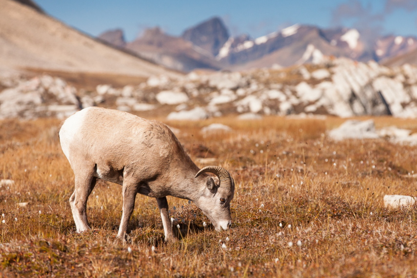 Canada Alberta: Jasper NP, Wilcox Pass, Just enjoying a relaxing graze, Walkopedia