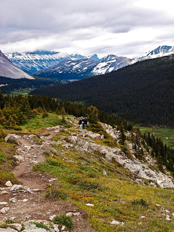 Canada Alberta: Jasper NP, Wilcox Pass, Wilcox Path 2, Walkopedia