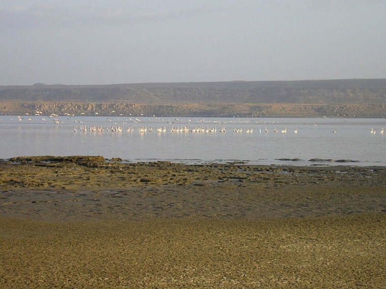 Djibouti, Lac Abbe, Flamingos , Walkopedia