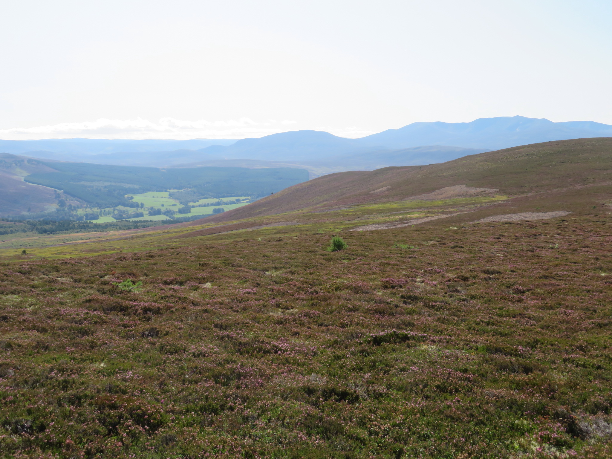 United Kingdom Scotland Cairngorms, Gellaig Ridge, , Walkopedia